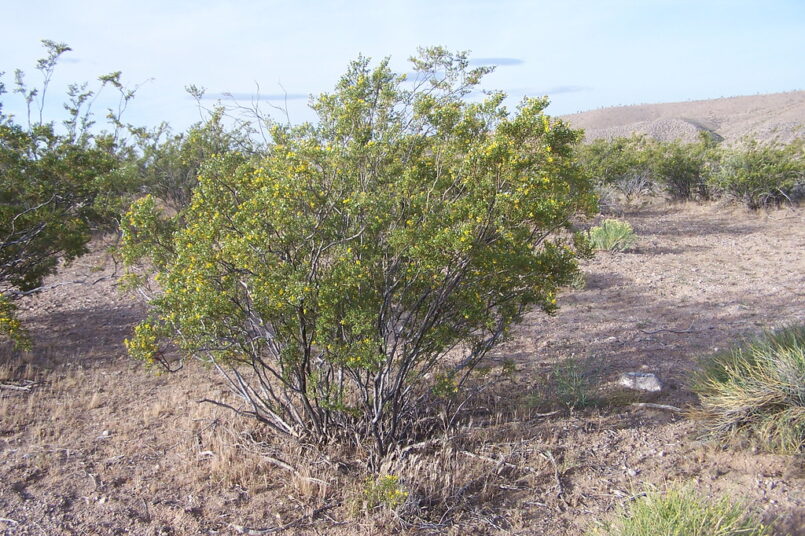 creosote oil immersive engineering